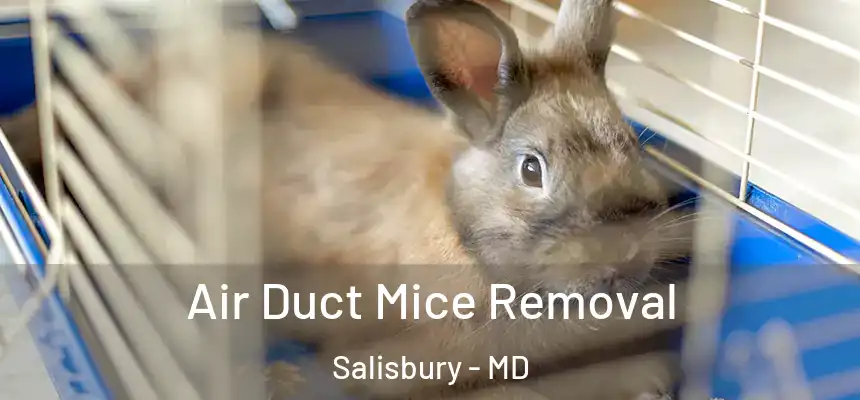  Air Duct Mice Removal Salisbury - MD