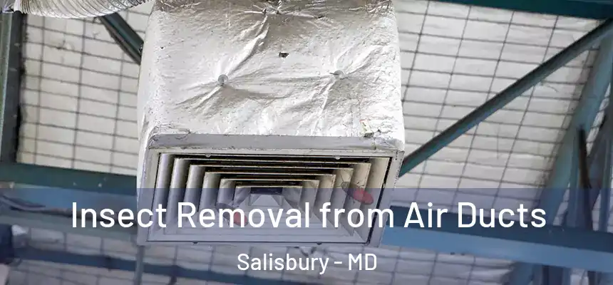 Insect Removal from Air Ducts Salisbury - MD